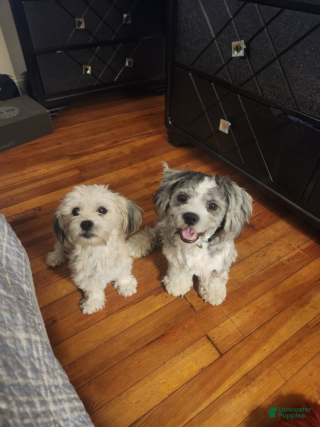 Shih Tzu dogs for sale: Shih Tzu Puppy 3 - Ad 4