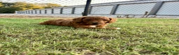 Goldendoodle dogs for sale: Robbie Medium-sized F1BB - Ad 6