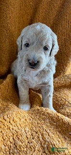 Mini Goldendoodle dogs for sale: Stella - Ad 2