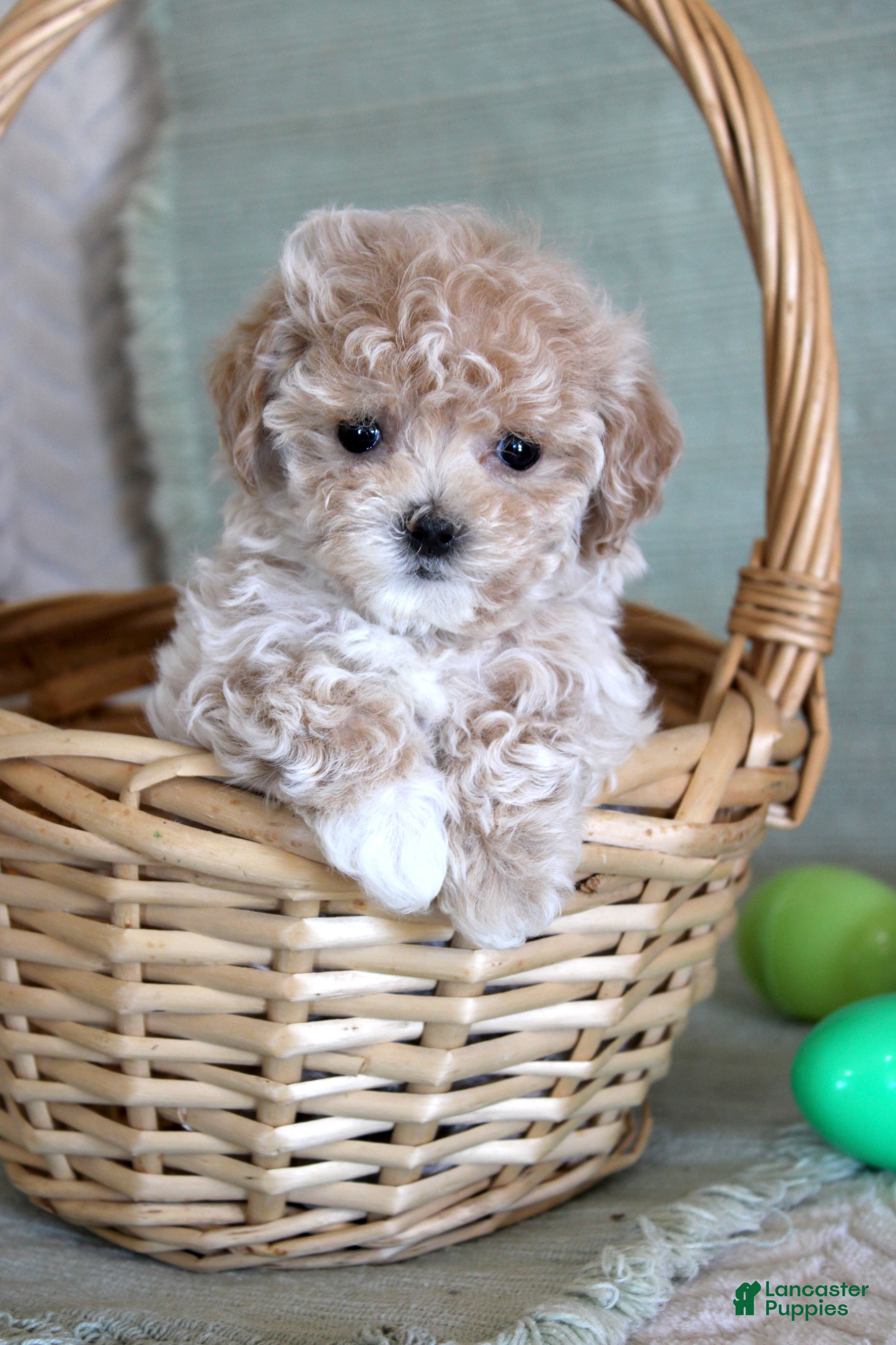 Maltipoo dogs Daisy - Ad 17