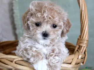 Maltipoo dogs Daisy - Ad 17