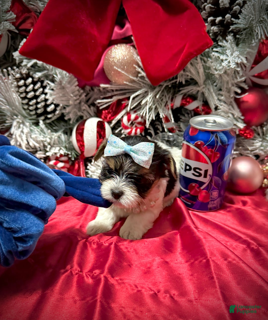 Yorkshire Terrier dogs for sale: Wakko  - Ad 17