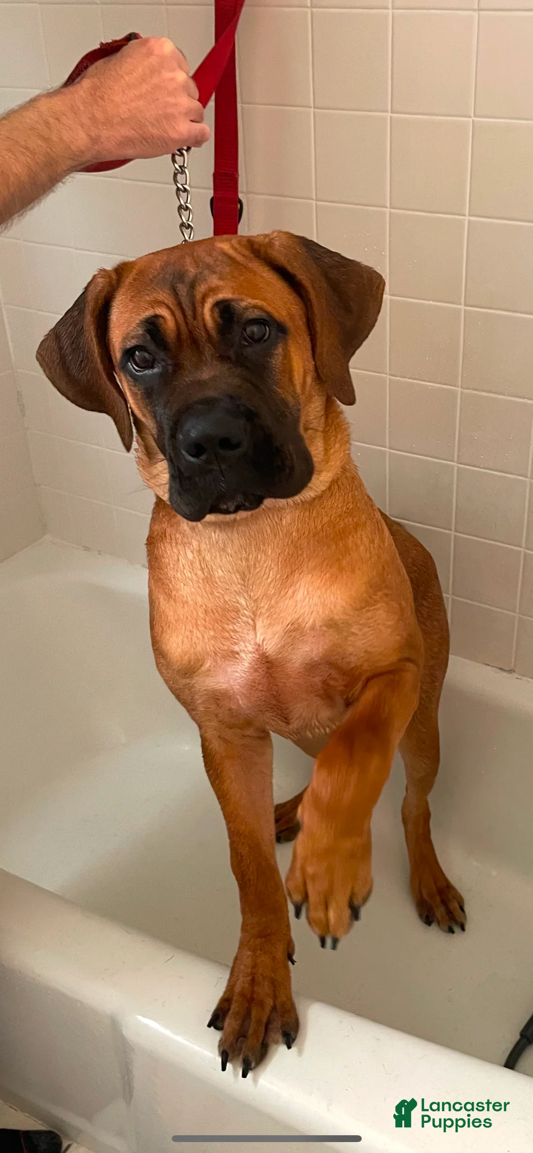 Cane Corso dogs for sale: Cane Corso Puppy 1 - Ad 5