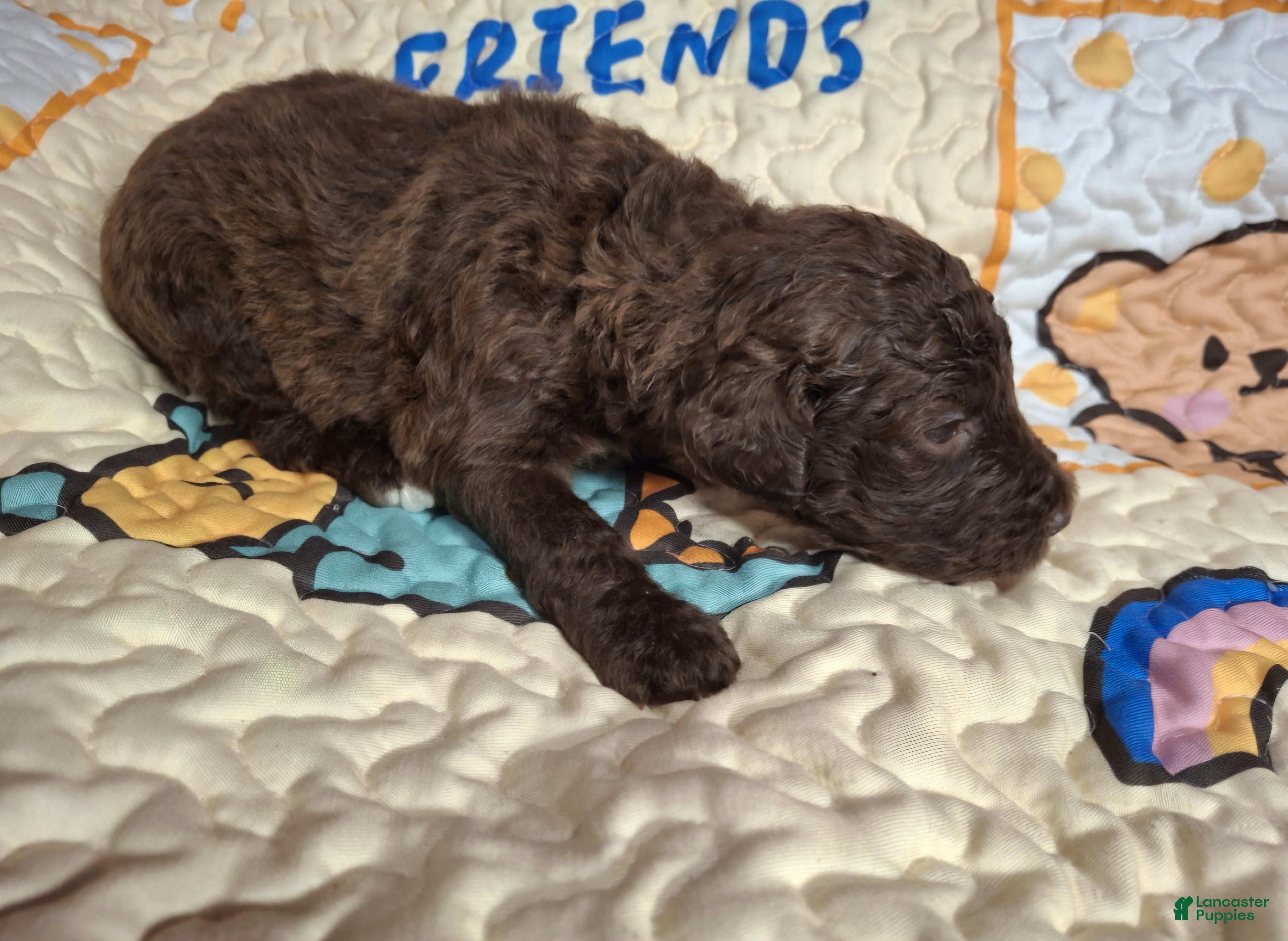 Labradoodle dogs Gemma - Ad 10
