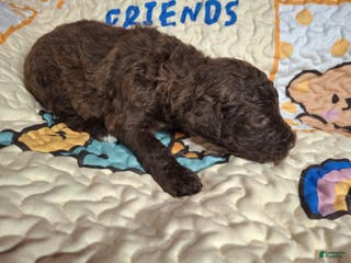 Labradoodle dogs Gemma - Ad 7