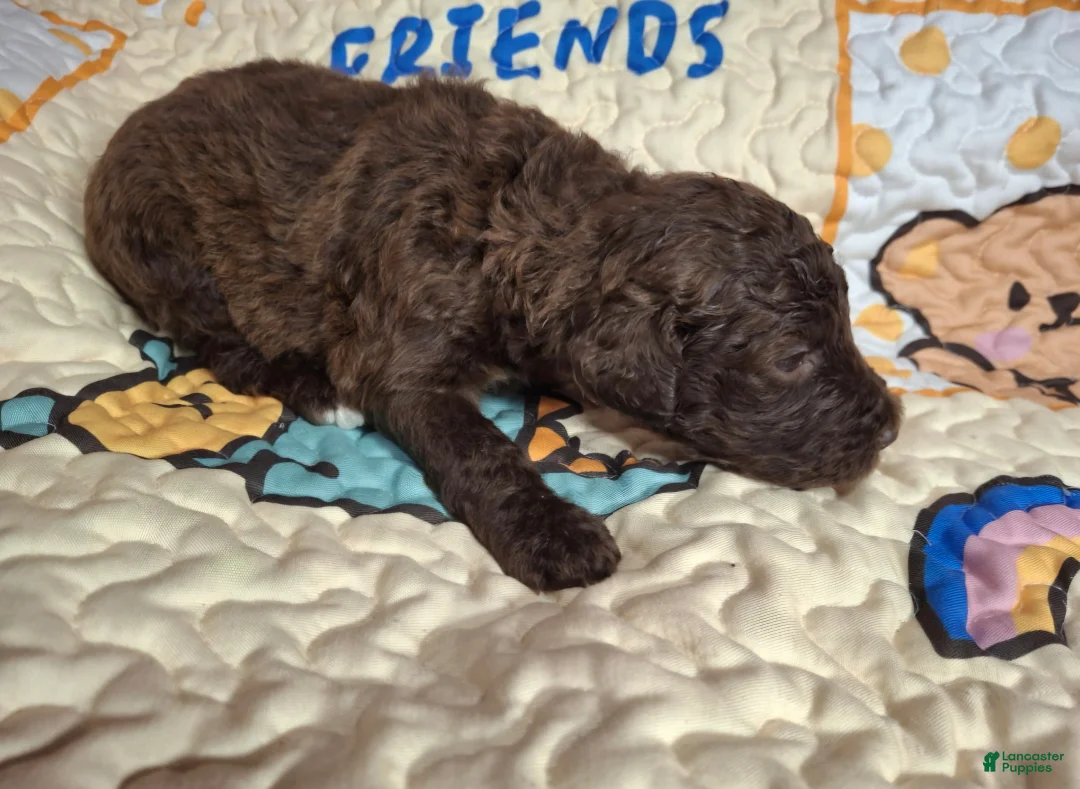 Labradoodle dogs for sale: Gemma - Ad 1