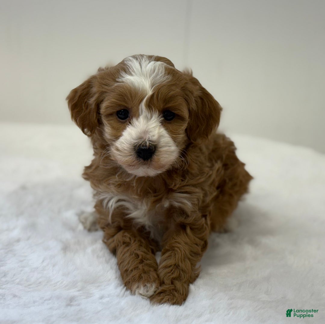 Mini Goldendoodle dogs for sale: Pixie - Ad 6