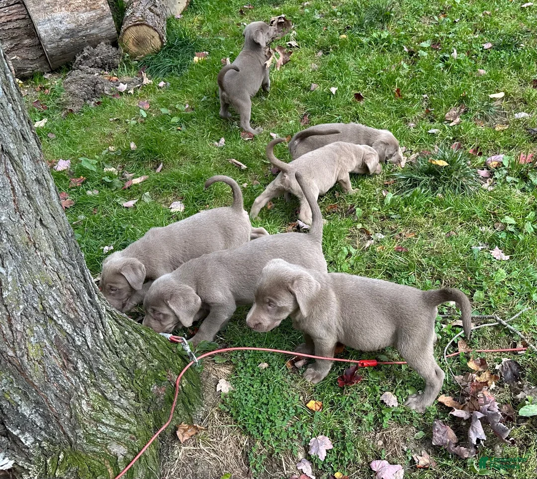 Labrador Retriever dogs for sale: Labrador Retriever 5 - Ad 1
