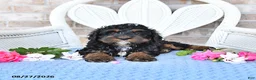 Cockapoo dogs for sale: Violet - Ad 4