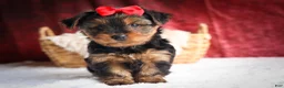 Yorkshire Terrier dogs for sale: DOC - Ad 20