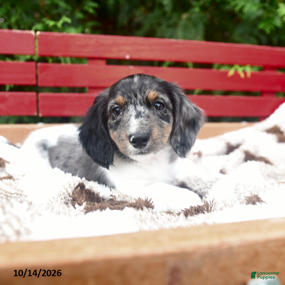 Miniature Dachshund dogs Gus - Ad 2