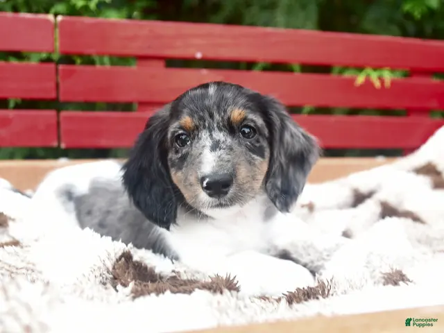 Miniature Dachshund dogs for sale: Gus - Ad 2