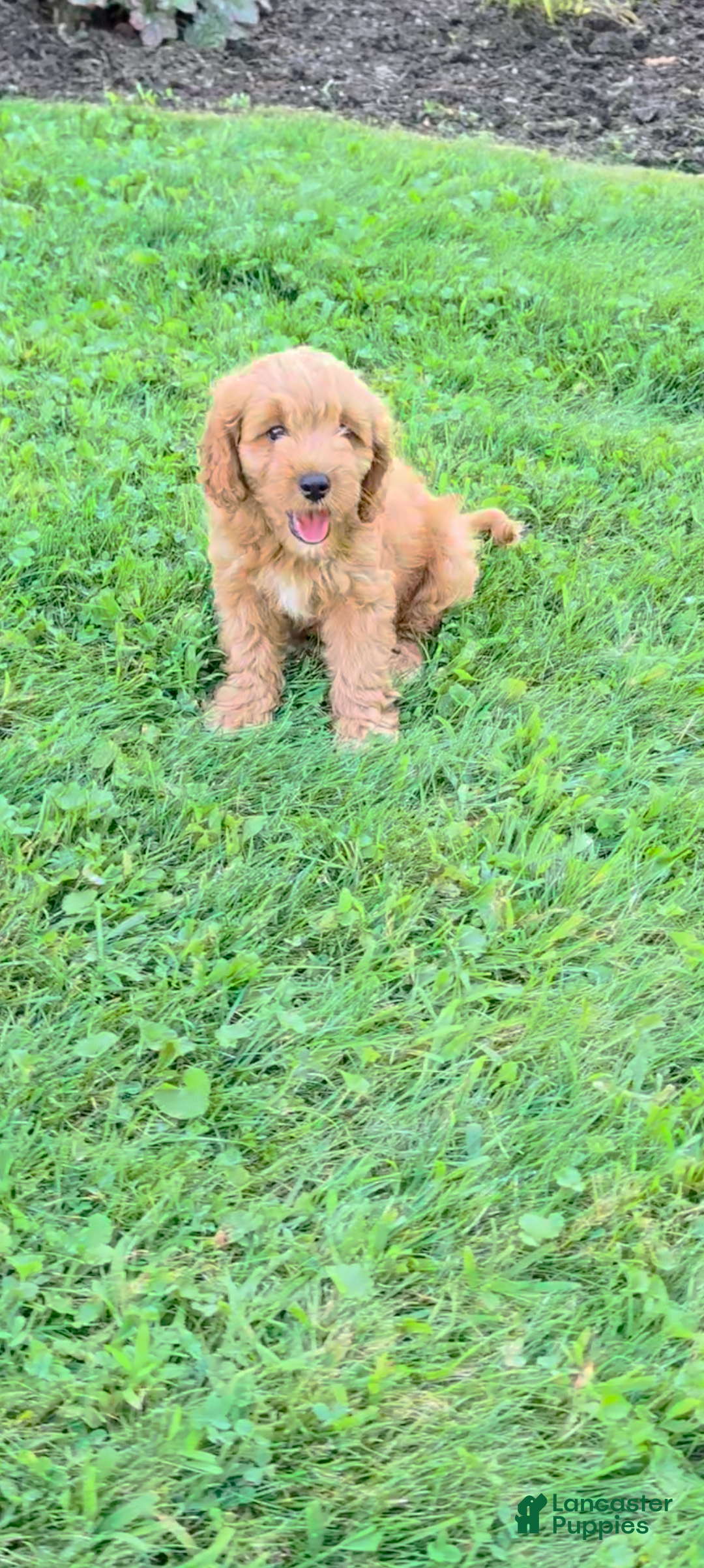 Cavapoo dogs Max - Ad 1