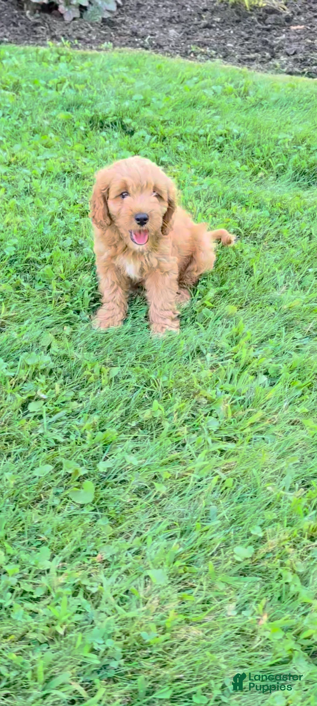 Cavapoo dogs for sale: Max - Ad 1