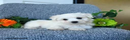 Maltese dogs for sale: Mason - Ad 3