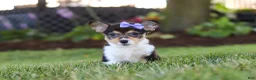 Welsh Corgi Pembroke dogs for sale: Debbie - Ad 5