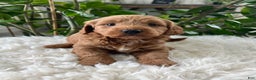 Goldendoodle dogs for sale: Pluto - Ad 5
