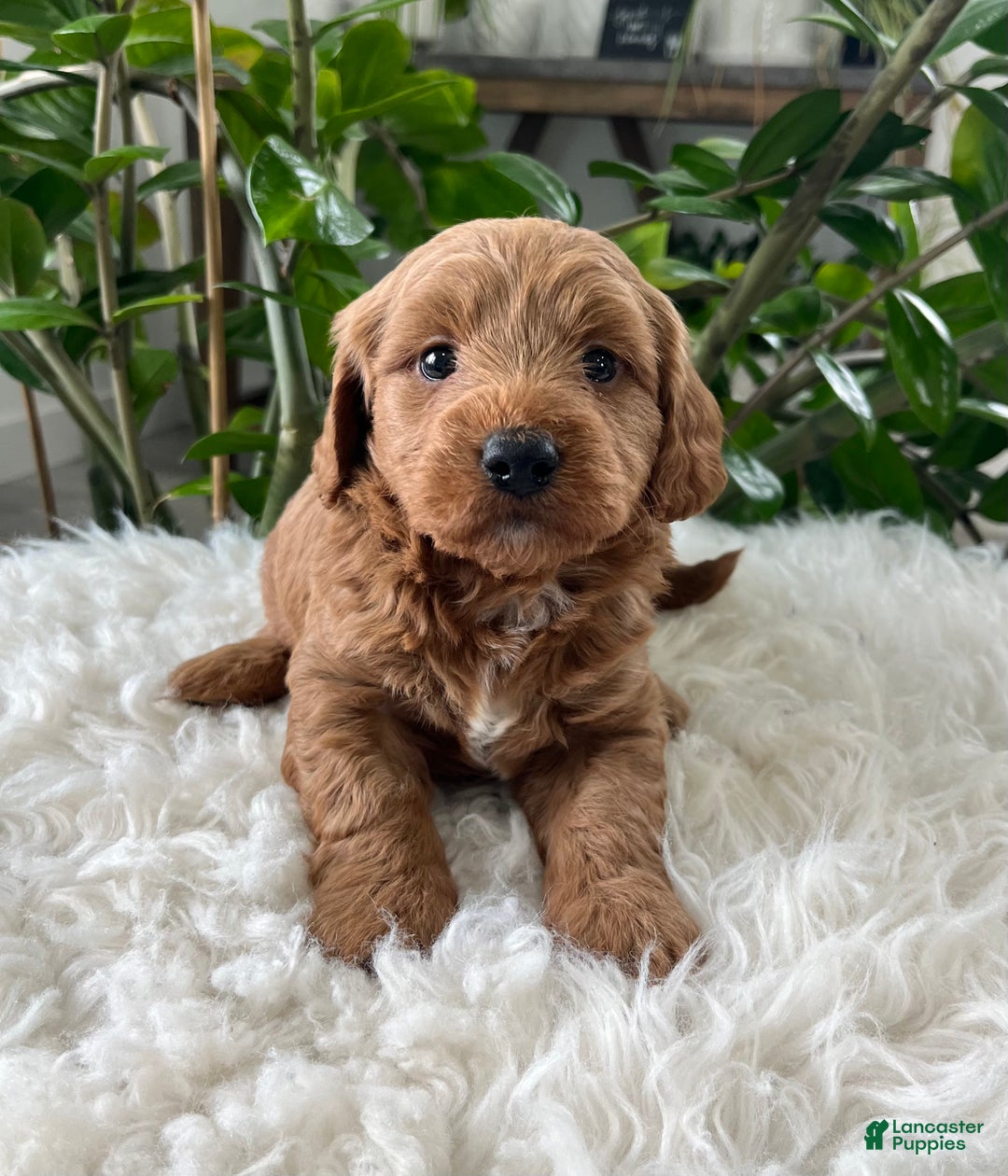 Goldendoodle dogs for sale: Pluto - Ad 5