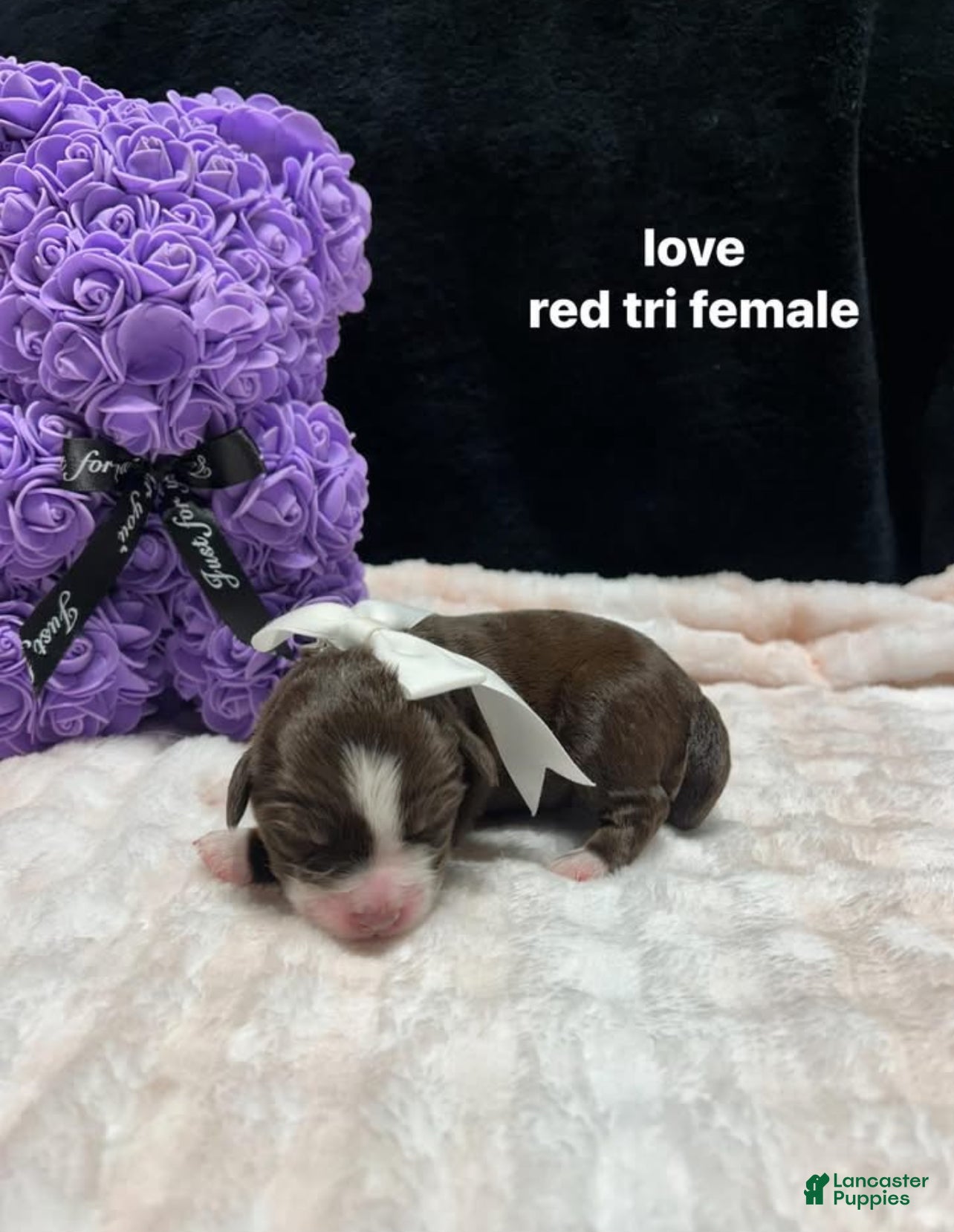 Mixed Breed dogs love - Ad 2