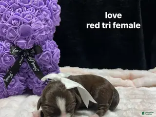 Mixed Breed dogs love - Ad 2