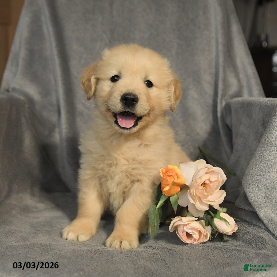 Golden Retriever dogs Lucy - Ad 1