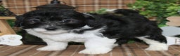 Sheepadoodle dogs for sale: Hudson - Ad 2