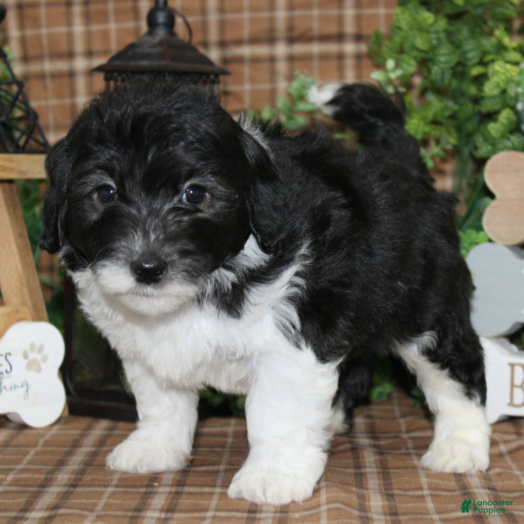 Sheepadoodle dogs for sale: Hudson - Ad 2