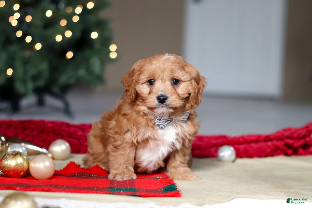Cavapoo dogs for sale: Ollie - Ad 7