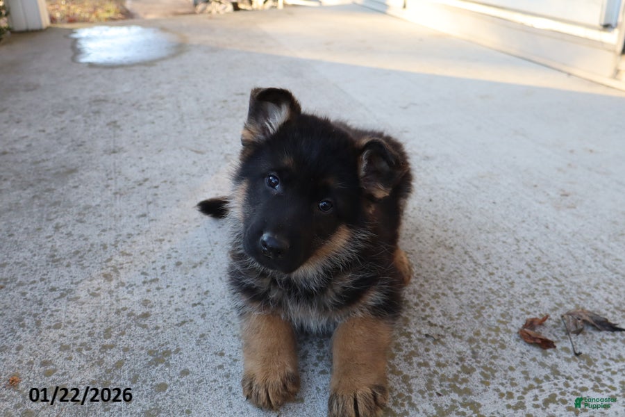 German Shepherd dogs Chester - Ad 13