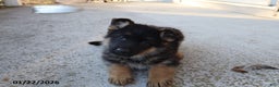 German Shepherd dogs for sale: Chester - Ad 1