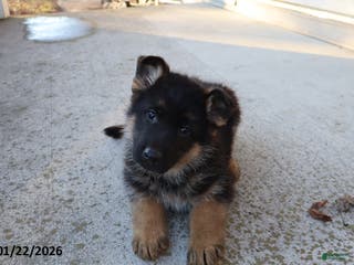 German Shepherd dogs Chester - Ad 13