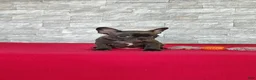 Frenchton dogs for sale: Buster - Ad 6
