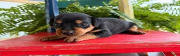 Miniature Pinscher dogs for sale: Martha  - Ad 4