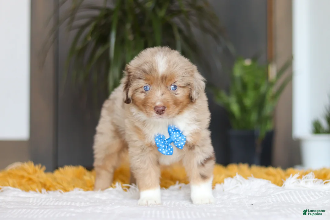 Australian Shepherd dogs for sale: Marlu - Ad 6