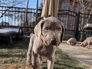 Weimaraner dogs Dart - Ad 1