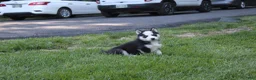 Siberian Husky dogs for sale: Ace - Ad 3