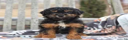 Miniature Poodle dogs for sale: Courtney - Ad 5