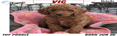 Vic