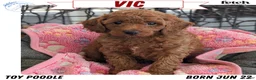 Toy Poodle dogs for sale: Vic - Ad 1