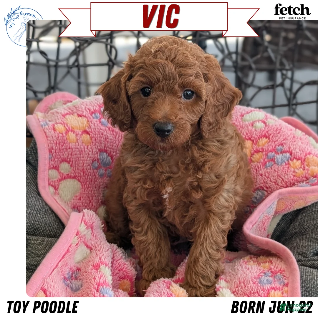 Toy Poodle dogs for sale: Vic - Ad 1