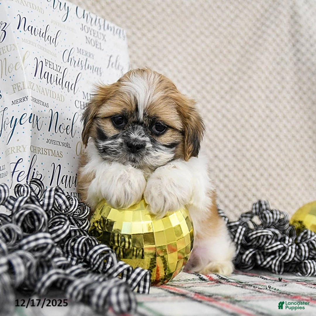 Shih Tzu dogs for sale: Kline - Ad 2