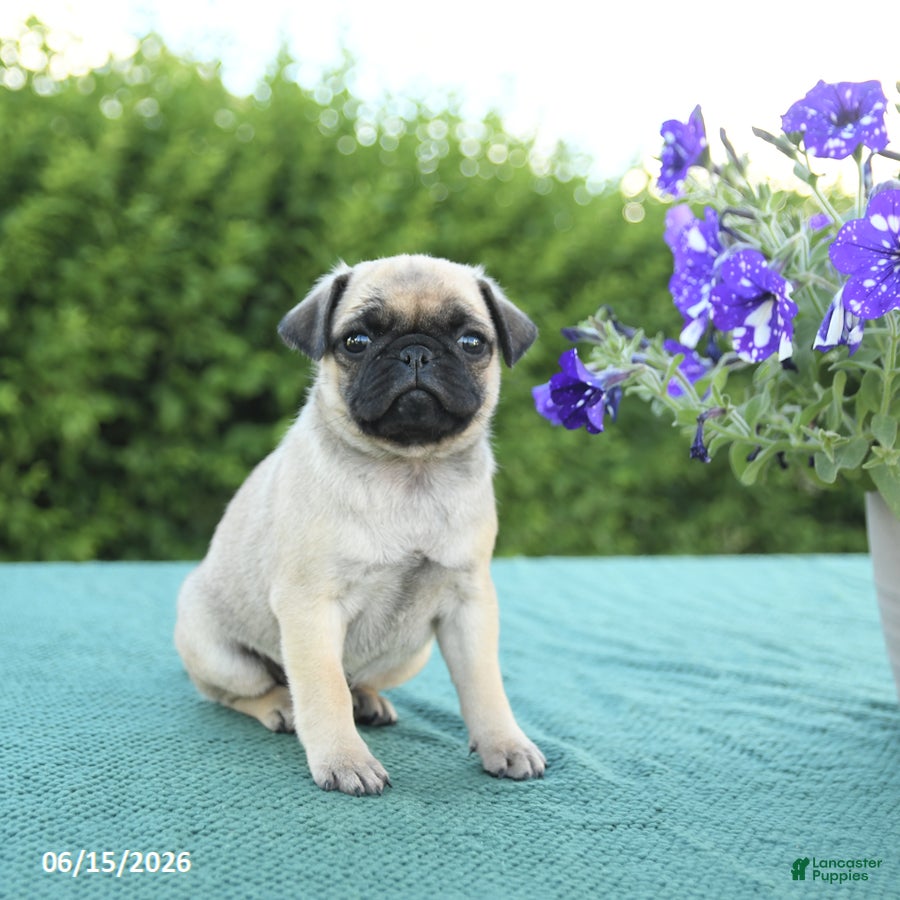 Pug dogs Jennifer - Ad 2