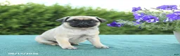 Pug dogs for sale: Jennifer - Ad 2