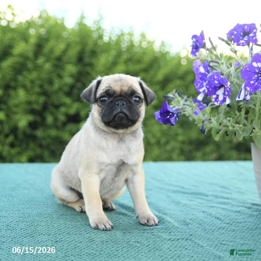 Pug dogs for sale: Jennifer - Ad 2