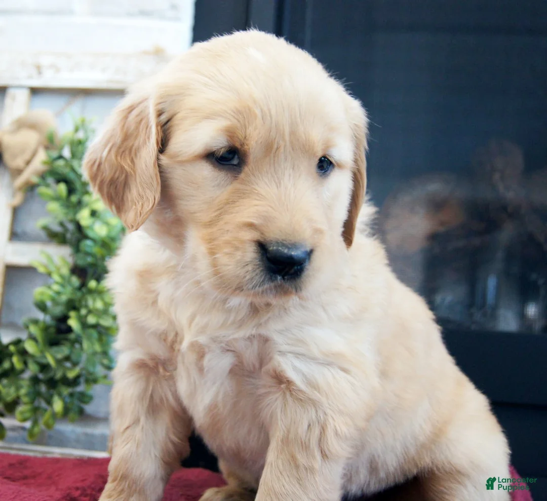 Golden Retriever dogs for sale: Cassie - Ad 1