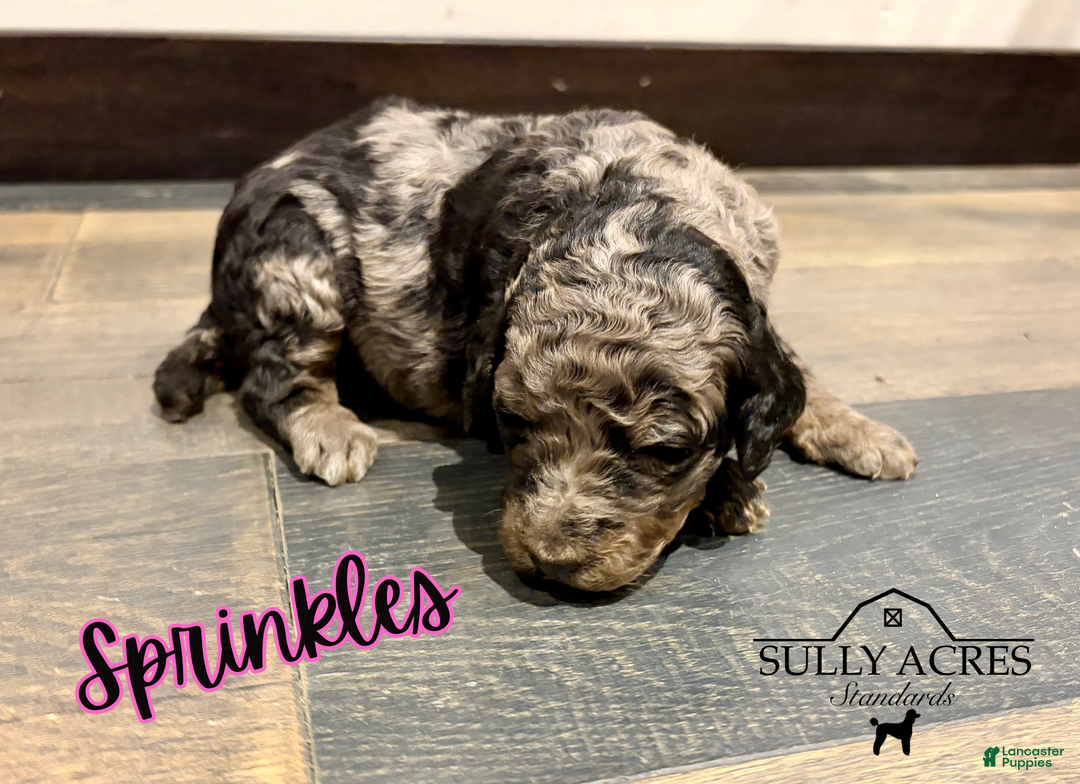 Standard Poodle dogs for sale: Sprinkles - Ad 7