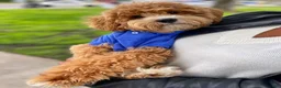 Mixed Breed dogs for sale: Thing 1 - Ad 2