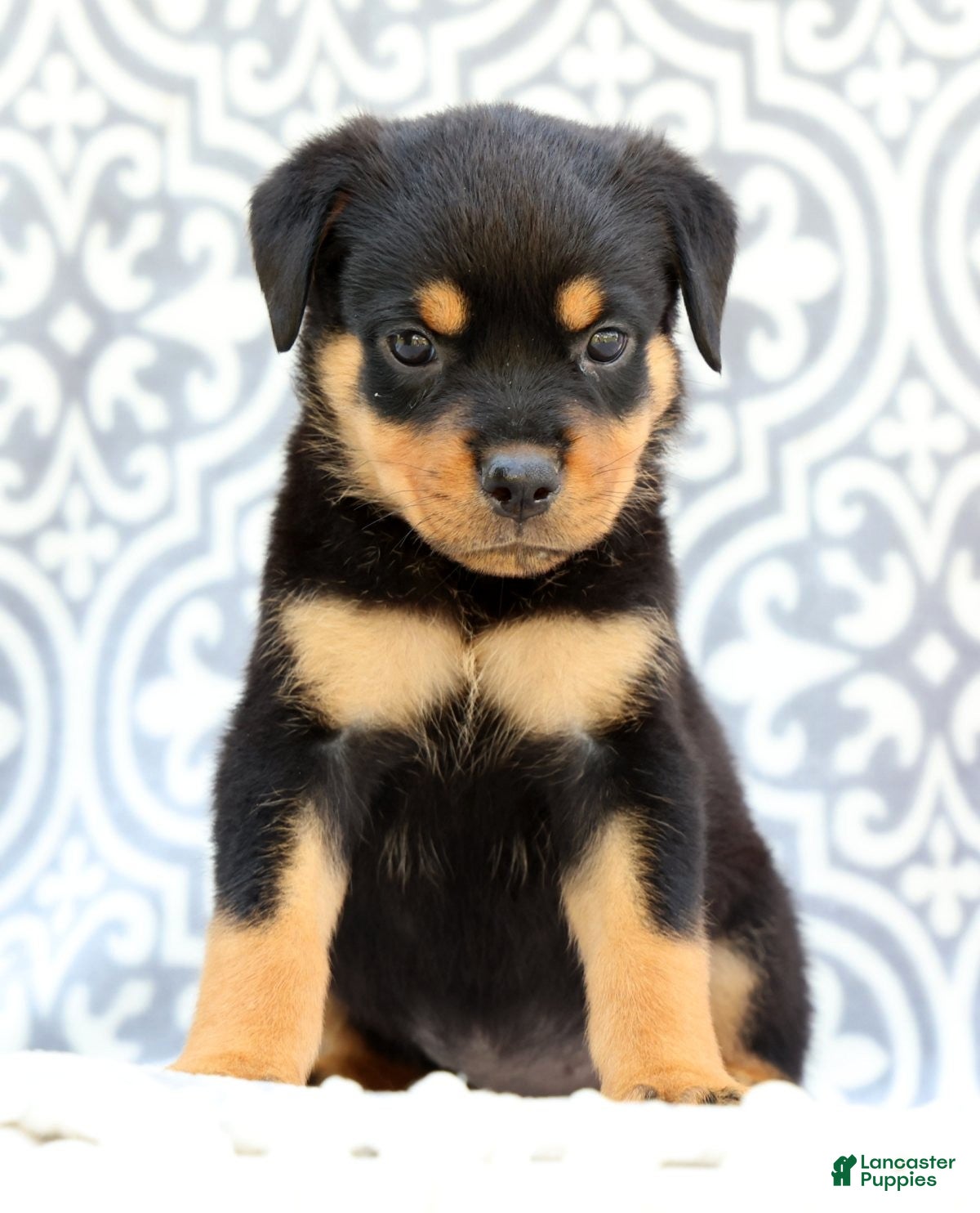 Rottweiler dogs Rosey - Ad 2