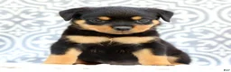 Rottweiler dogs for sale: Rosey - Ad 2