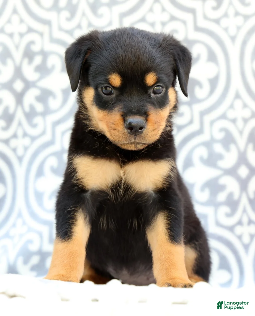 Rottweiler dogs for sale: Rosey - Ad 2